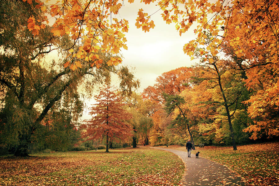 Nature Photograph - Autumns Golden Path by Jessica Jenney
