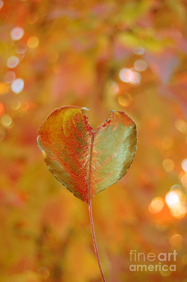 Autumns Golden Splendor Photograph by Debra Thompson