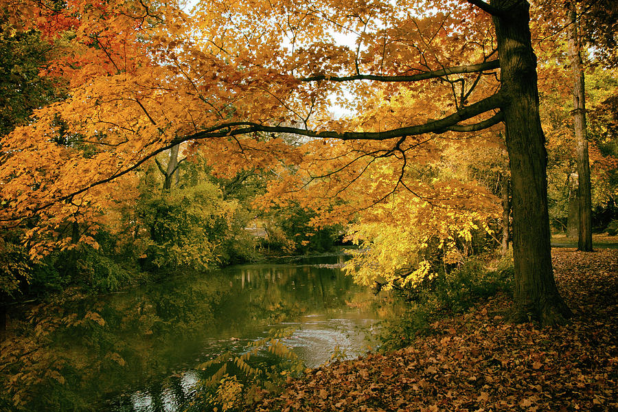 Autumns Golden Tones Photograph by Jessica Jenney