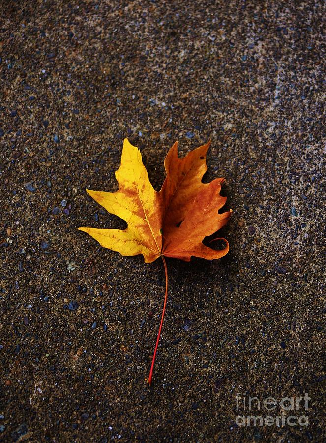 Autumns Leaf Photograph by Craig Wood