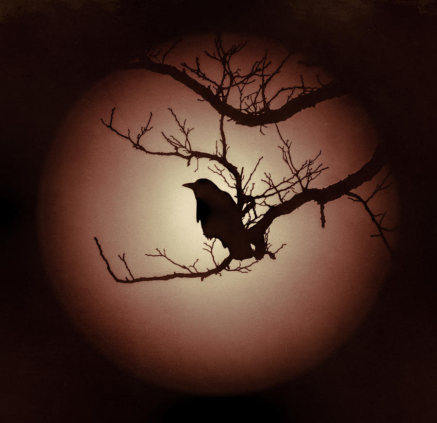Autumns light Black Crow Silhouette Photograph by Terry DeLuco