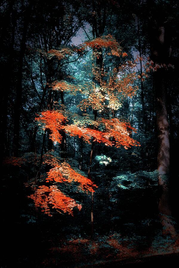 Autumns Light Photograph by James DeFazio