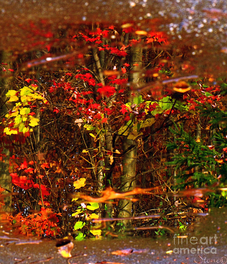 Autumns Looking Glass 2 Photograph by September Stone
