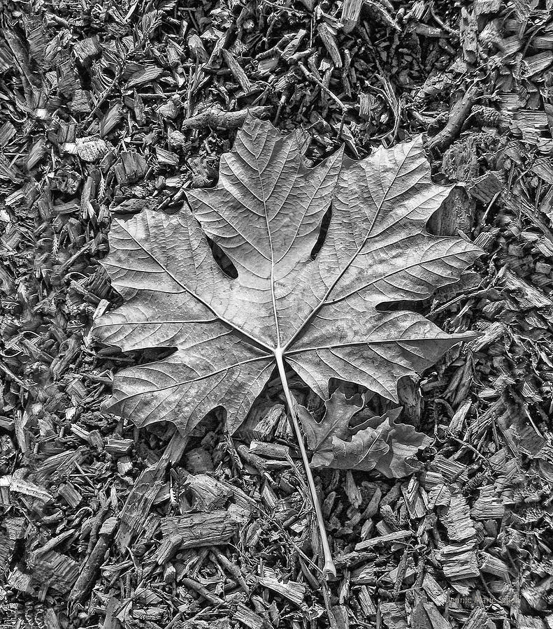 Autumns Maple Leaf Black and White Photograph by Jennie Marie Schell
