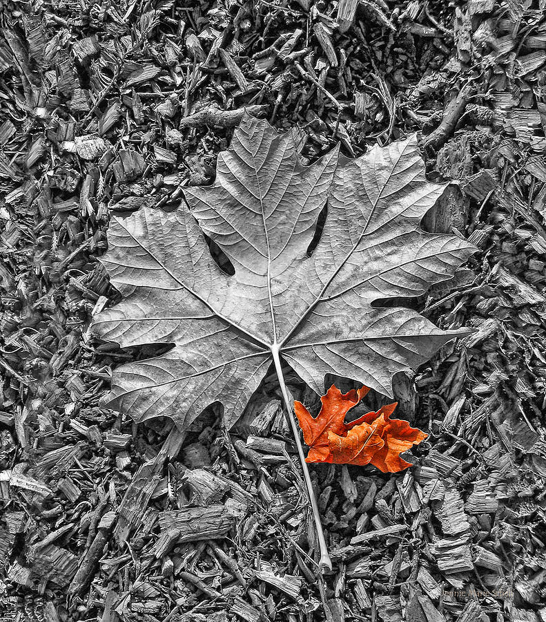 Autumns Maple Leaf Selective Color Photograph by Jennie Marie Schell
