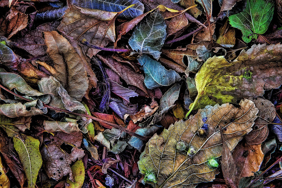 Fall Photograph - Autumns Mix by Steve Sullivan