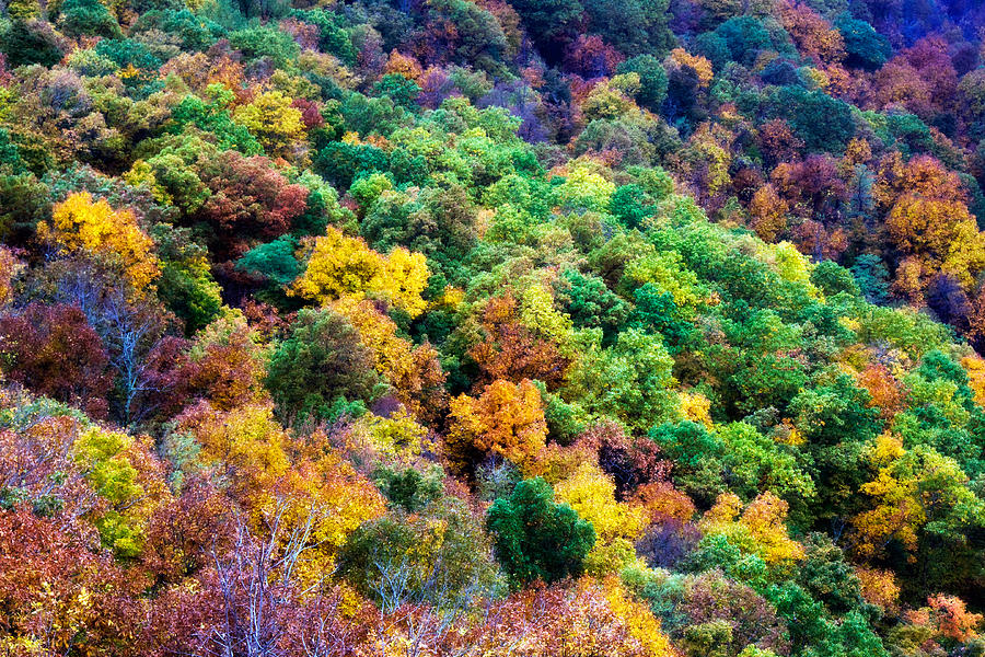 Autumns Palette Photograph