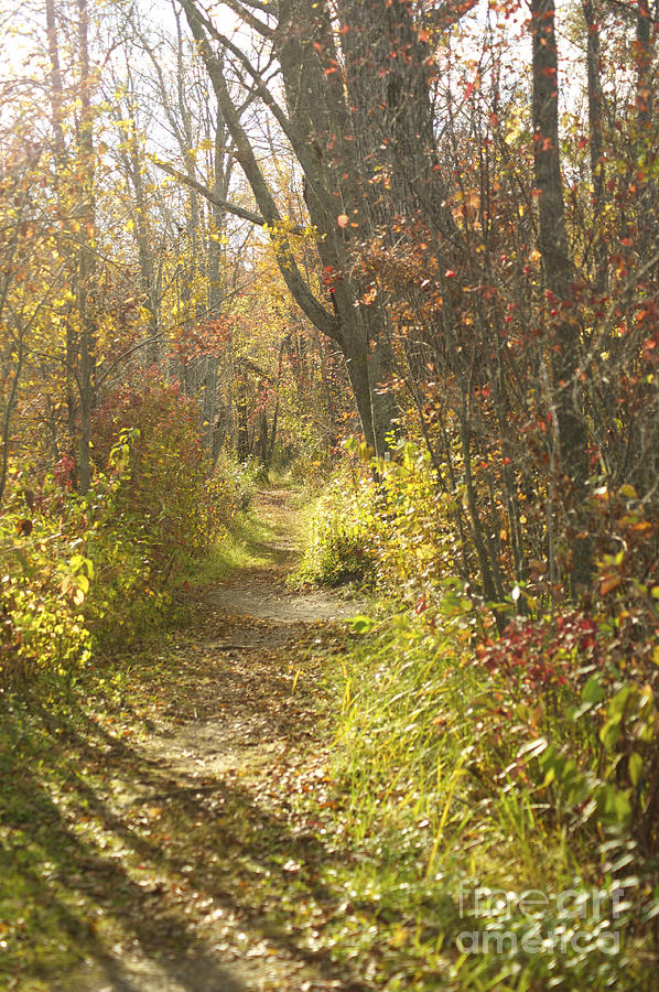 Fall Photograph - Autumns Path by Elaine Mikkelstrup
