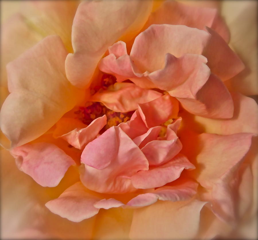 Autumns Rose Photograph by Gwyn Newcombe