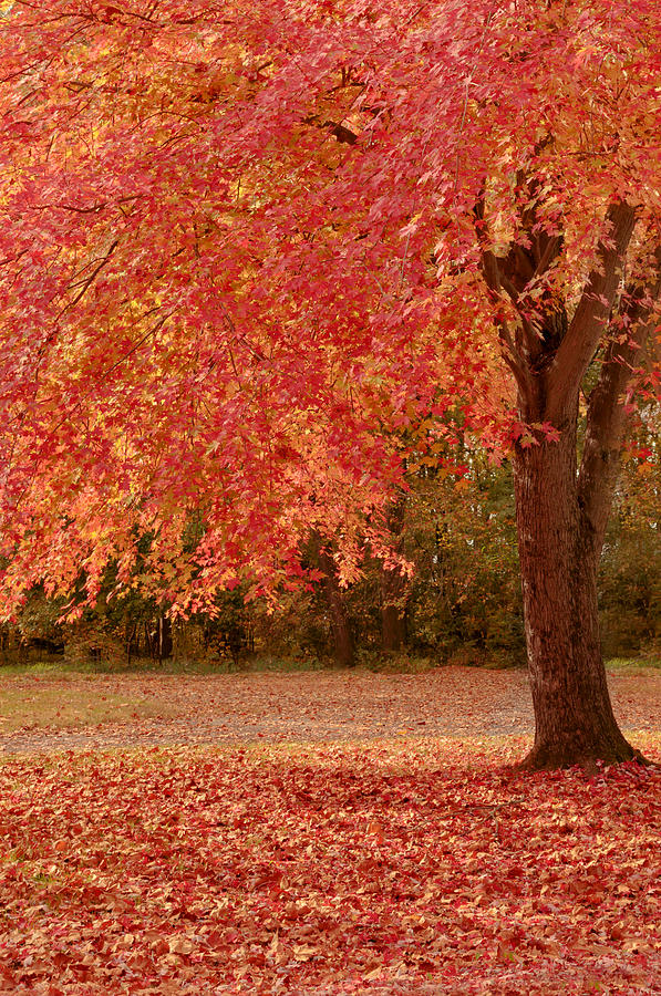 Autumns Splendor Photograph by Susan Rissi Tregoning