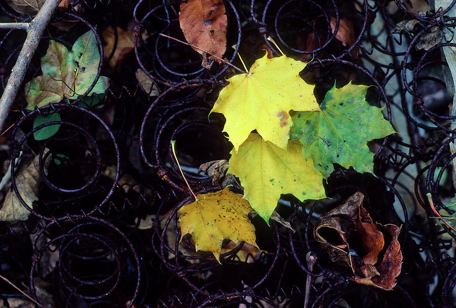 Autumns Spring Leaves, Horizontal Photograph by James Oppenheim