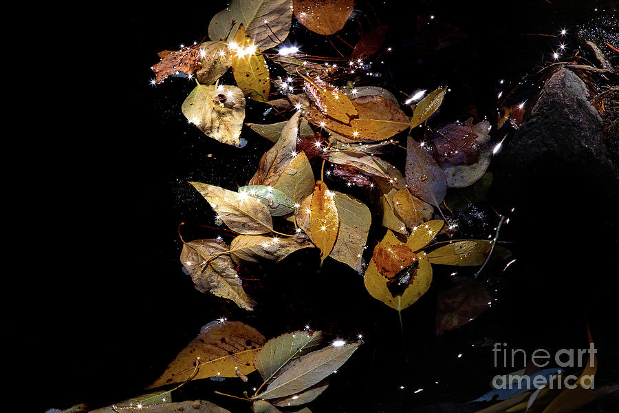 Autumns Starfield Photograph by Jim Garrison