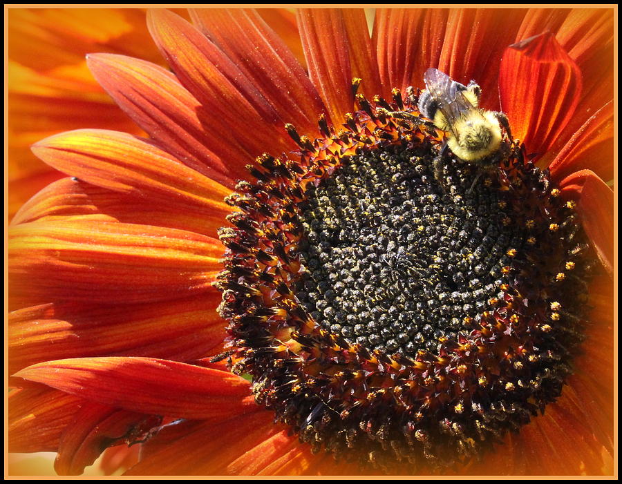 Sunflower Photograph - Autumns Sunflower by Dora Sofia Caputo