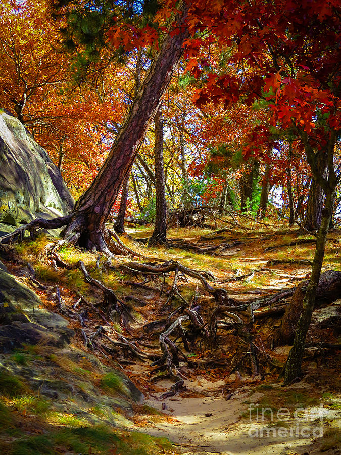 Autumns Tangled Root Path Photograph