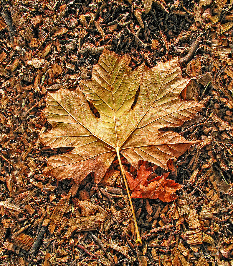 Autumns Textured Maple Leaf Photograph by Jennie Marie Schell