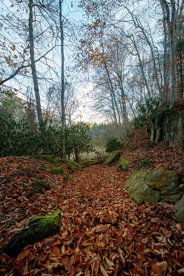 Autumns Trail Photograph by Michael Scott