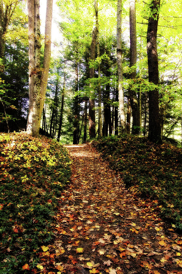 Autumns Trail Photograph by Trina Ansel