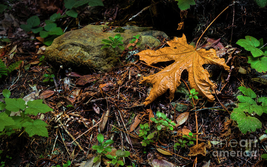 Autumns Treasure Photograph by Dean Birinyi
