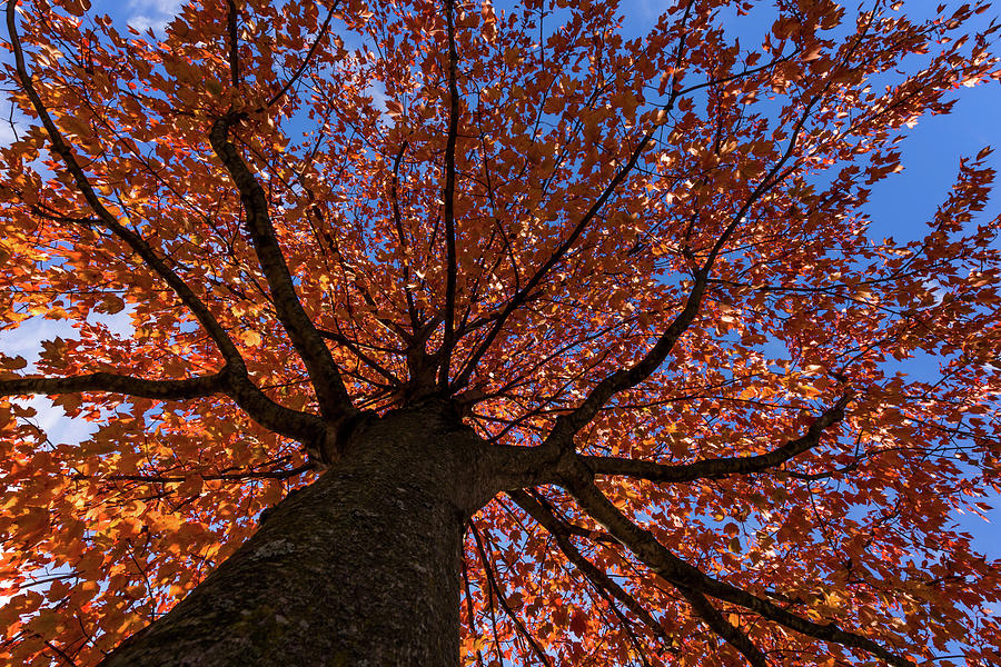 Autumns Tree New Jersey Photograph by Terry DeLuco
