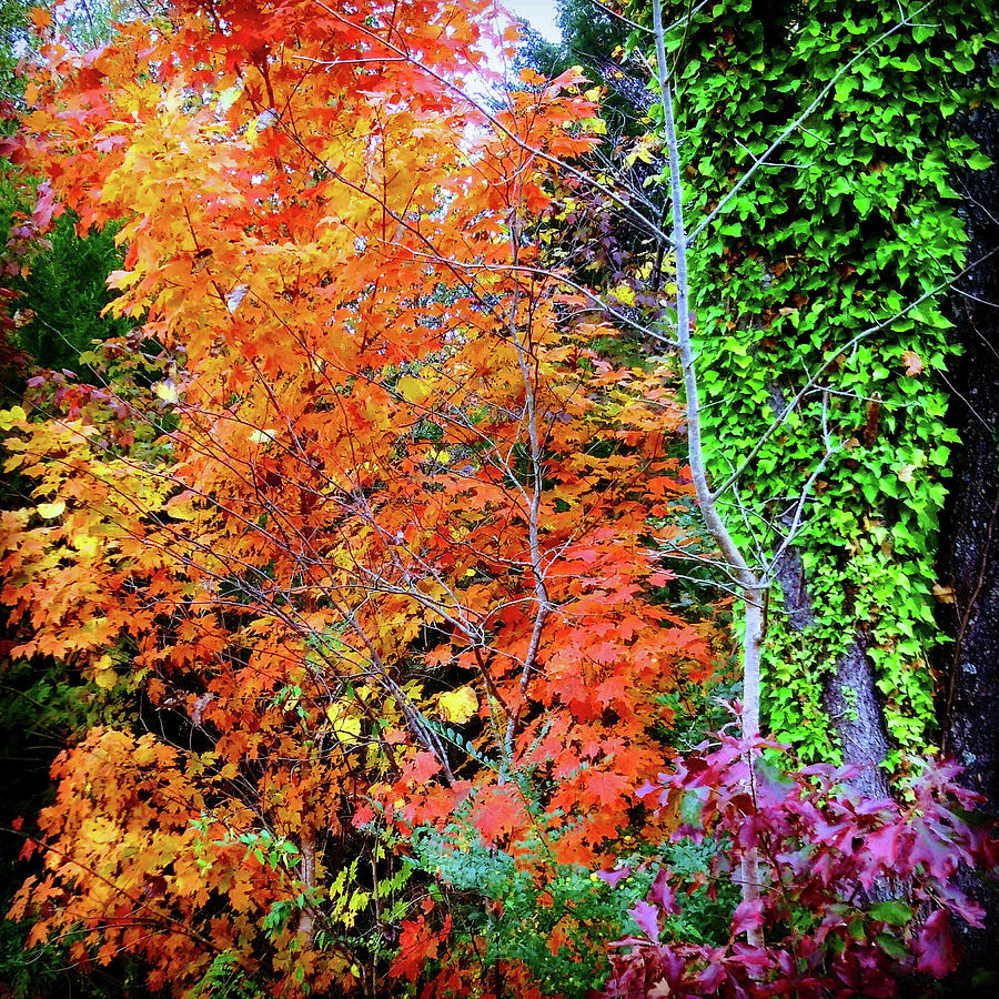 Autumns Vibrance Photograph by Rodney Lee Williams