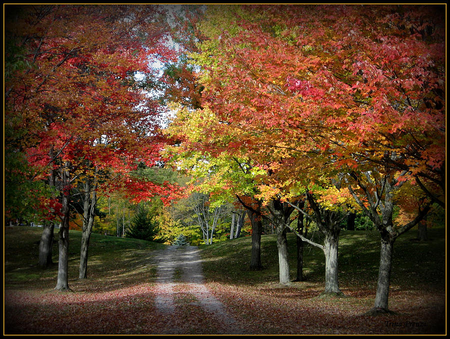 Fall Photograph - Autumns Walk by Trina Prenzi