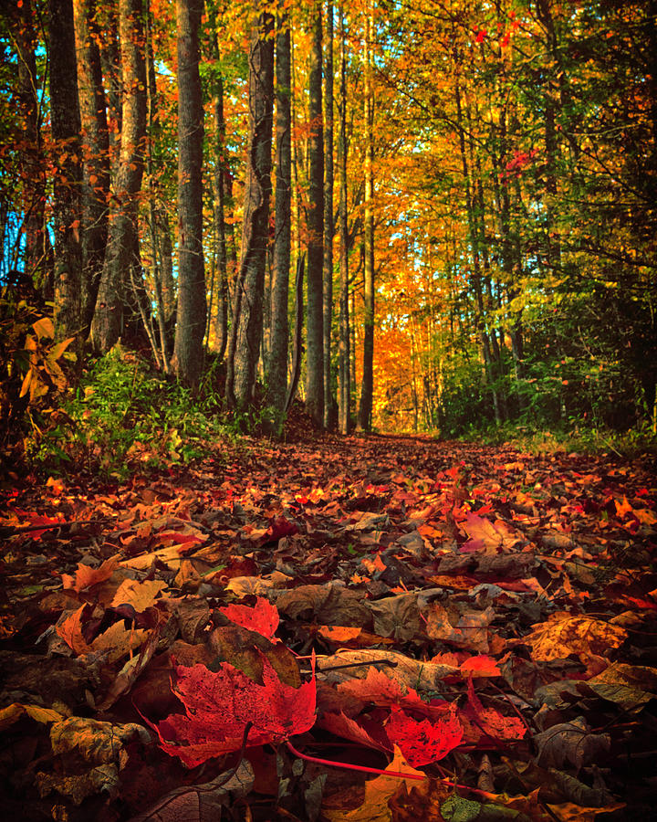 Autumns Walkway Photograph by Kevin Senter