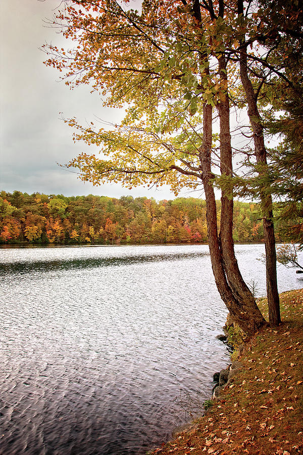 Autumns Water Edge Portrait Photograph by Gwen Gibson