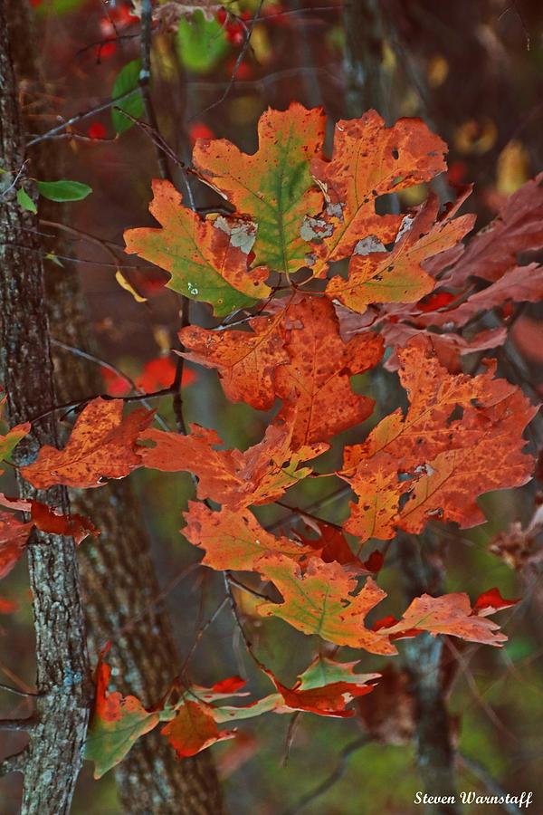 Autumns Treasure Photograph by Steve Warnstaff