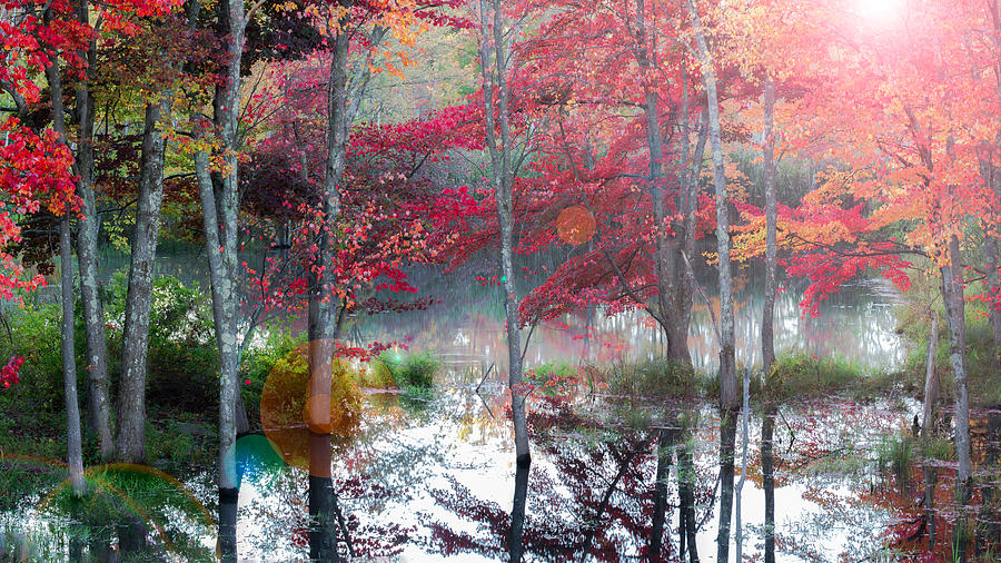 Autumn Swamp Photograph by Brian Caldwell
