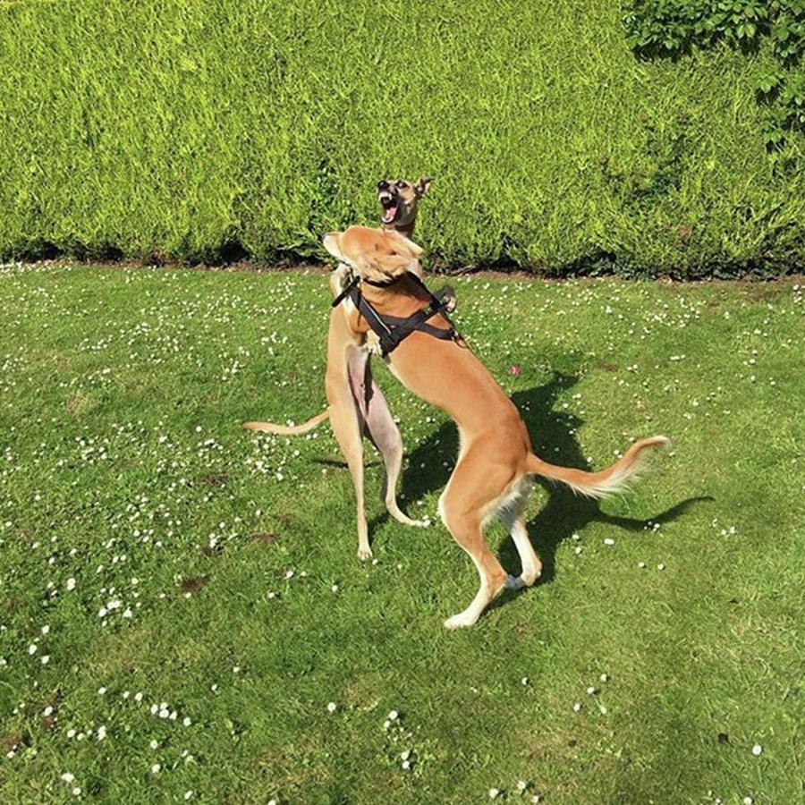 Lurcher Photograph - Ava The Saluki And Finly The Lurcher by John Edwards