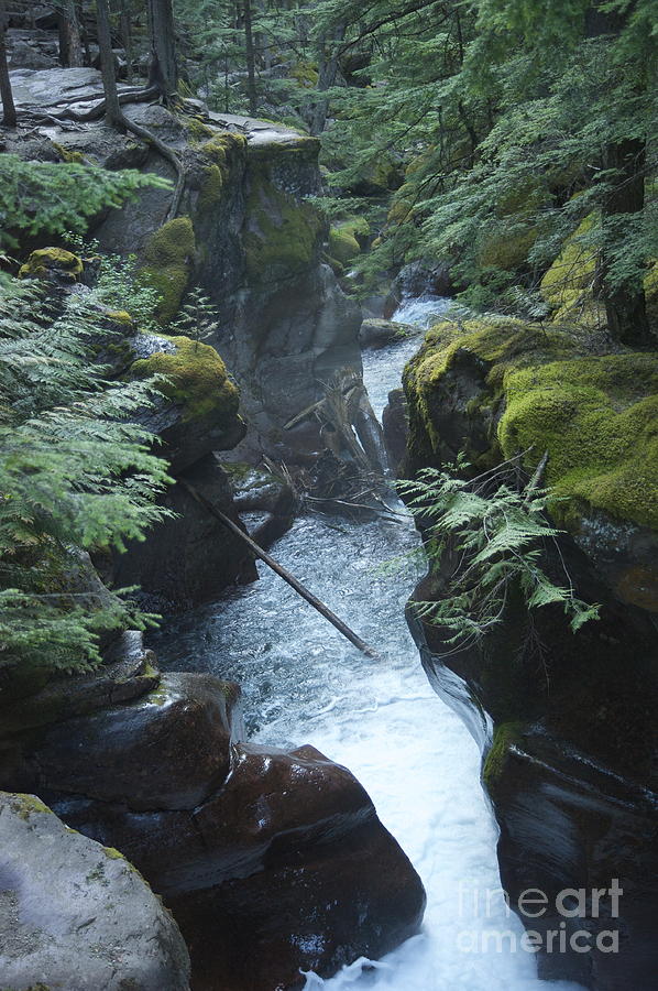 Avalanche Creek Photograph