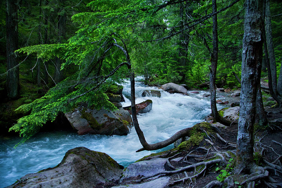 Avalanche Creek Photograph by David Chasey