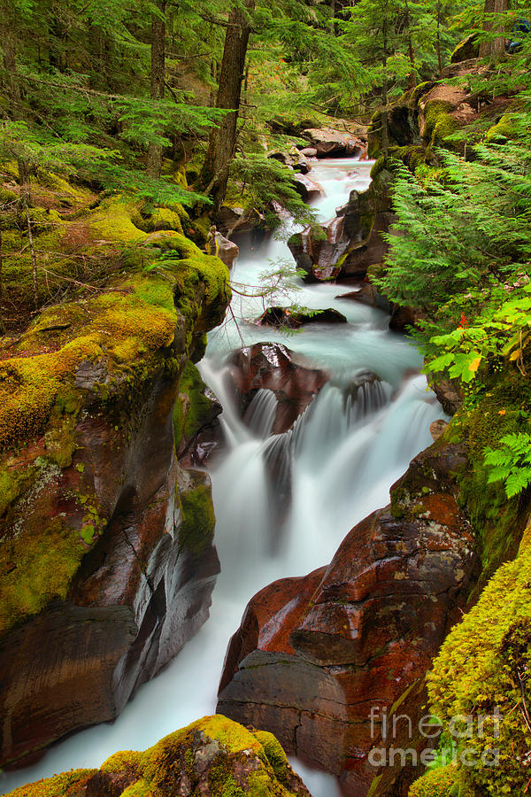 Glacier National Park Photograph - Avalanche Creek Through The Forst by Adam Jewell