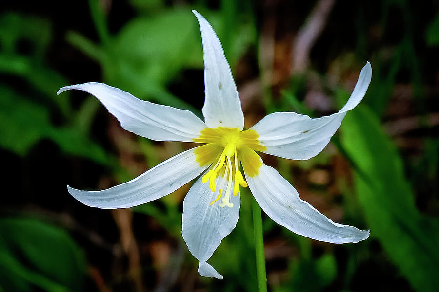 Avalanche Lily Photograph by Albert Seger
