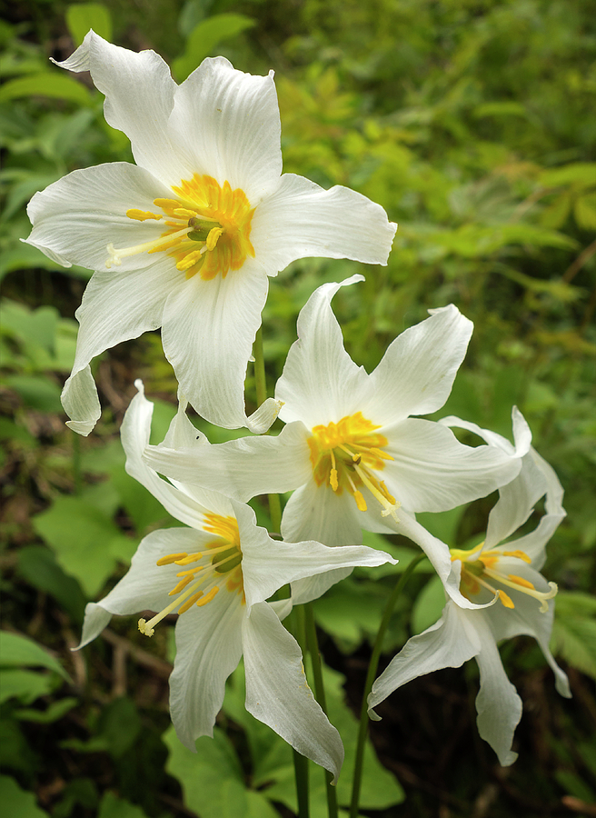 Avalanche Lily Photograph by Loree Johnson