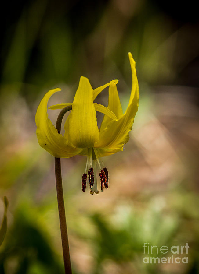 Avalanche Lily  Photograph by Robert Bales