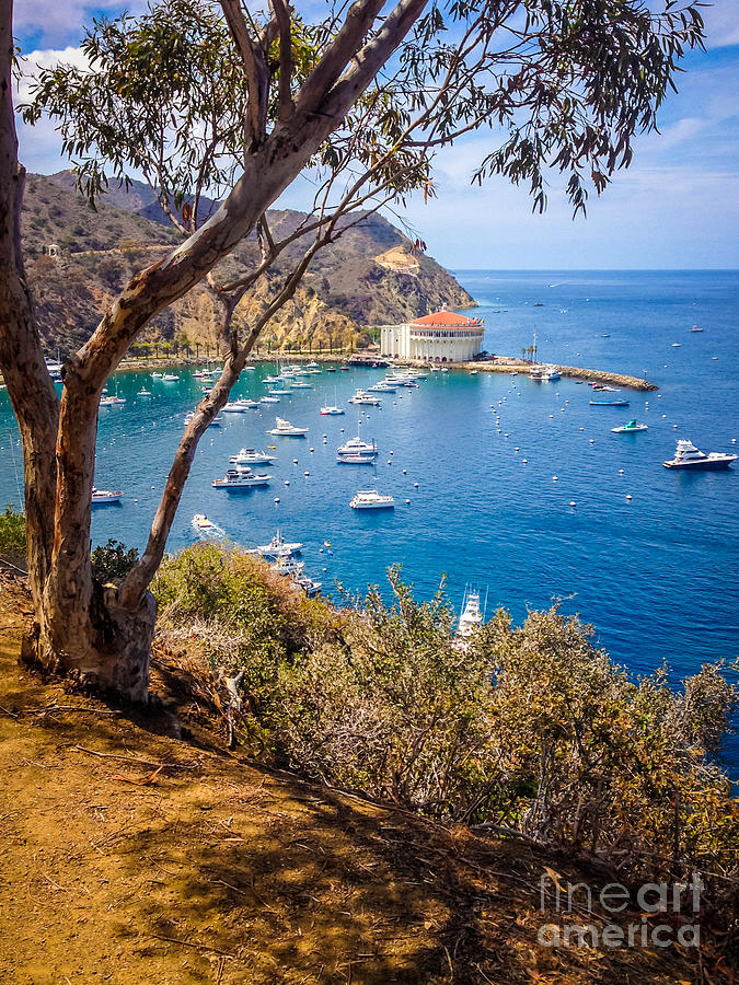 Boat Photograph - Avalon Bay Catalina Island Picture by Paul Velgos