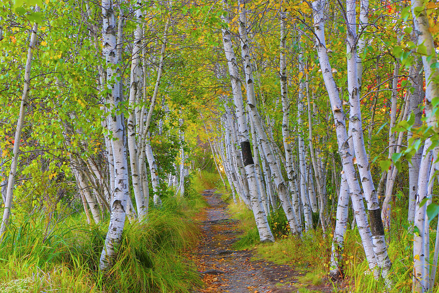 Avenue of Birches Photograph by Nancy Dunivin
