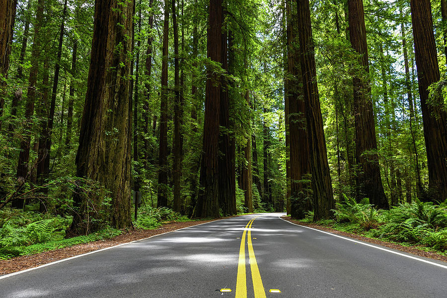 Avenue of Giants Photograph by Scott Cunningham