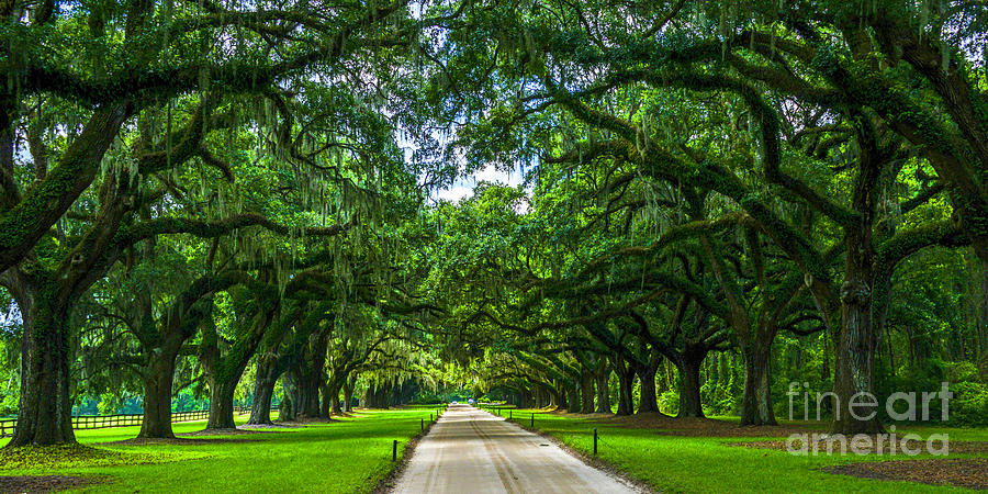 Avenue of Oaks Photograph by Amanda Sinco