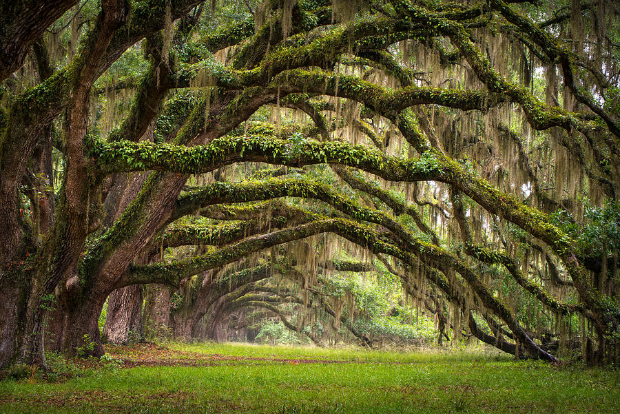 Charleston Sc Photograph - Avenue of Oaks - Charleston SC Plantation Live Oak Trees Forest Landscape by Dave Allen
