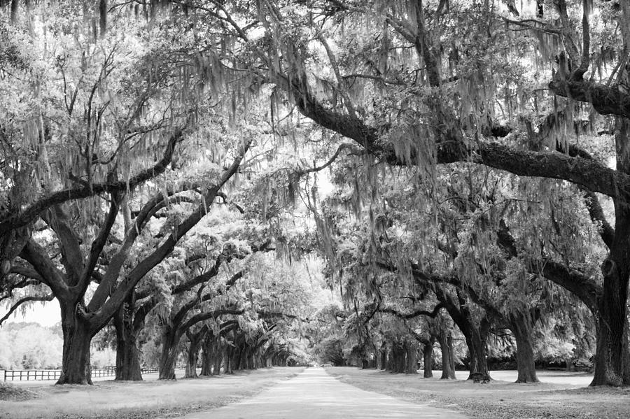 Nature Photograph - Avenue of Oaks Charleston South Carolina by Stephanie McDowell
