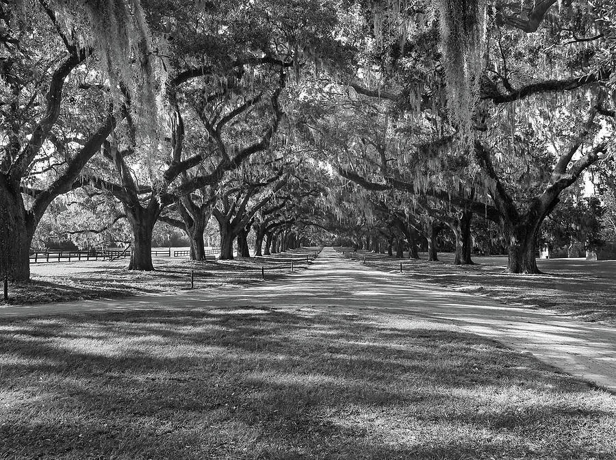 Avenue Of Oaks Photograph by Dave Mills