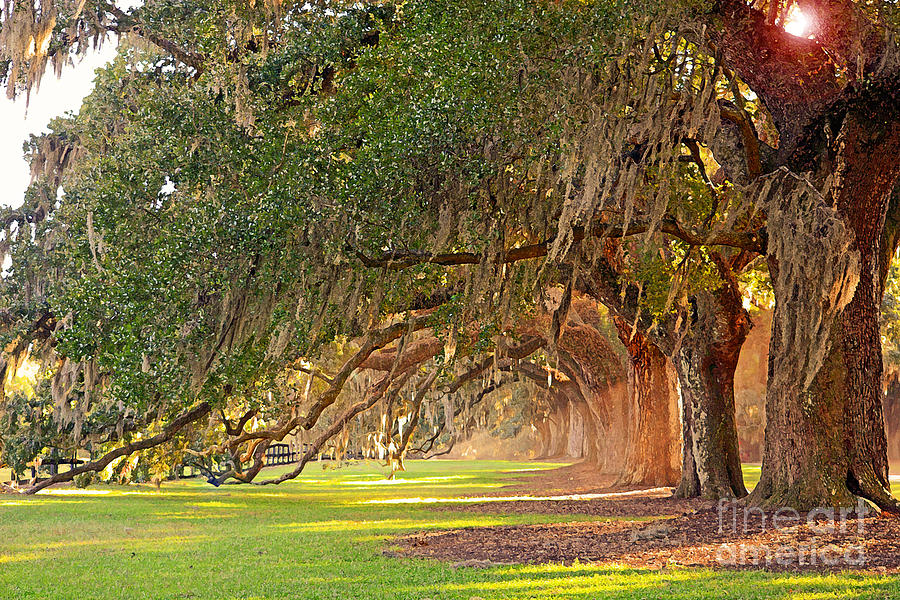 Avenue of Oaks Photograph by Linda Vodzak | Fine Art America