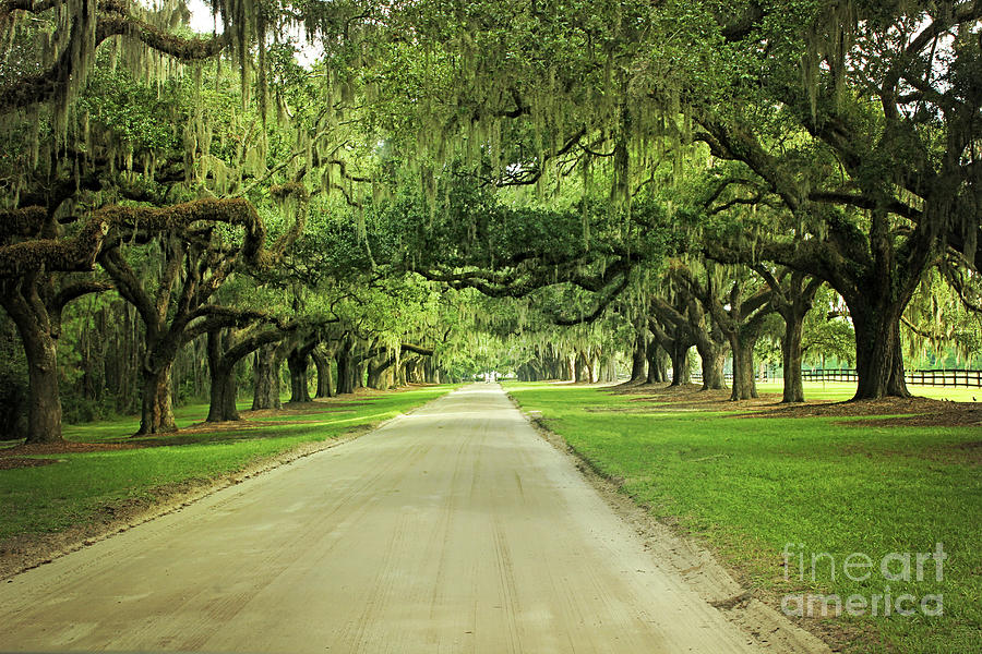 Avenue Of Oaks Photograph by Sharon McConnell