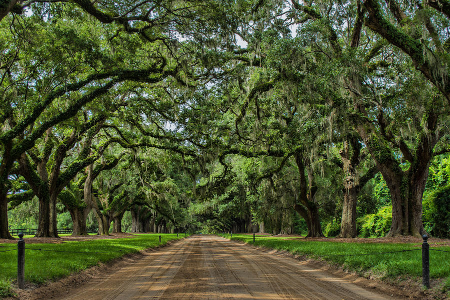 Avenue of Oaks Photograph by Steve Hammer