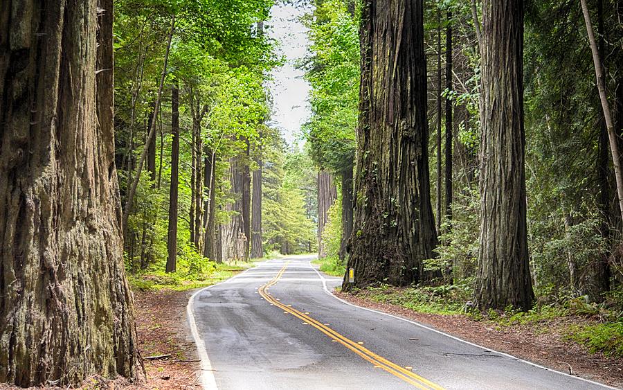 Avenue of the Giants Photograph by AJ Schibig