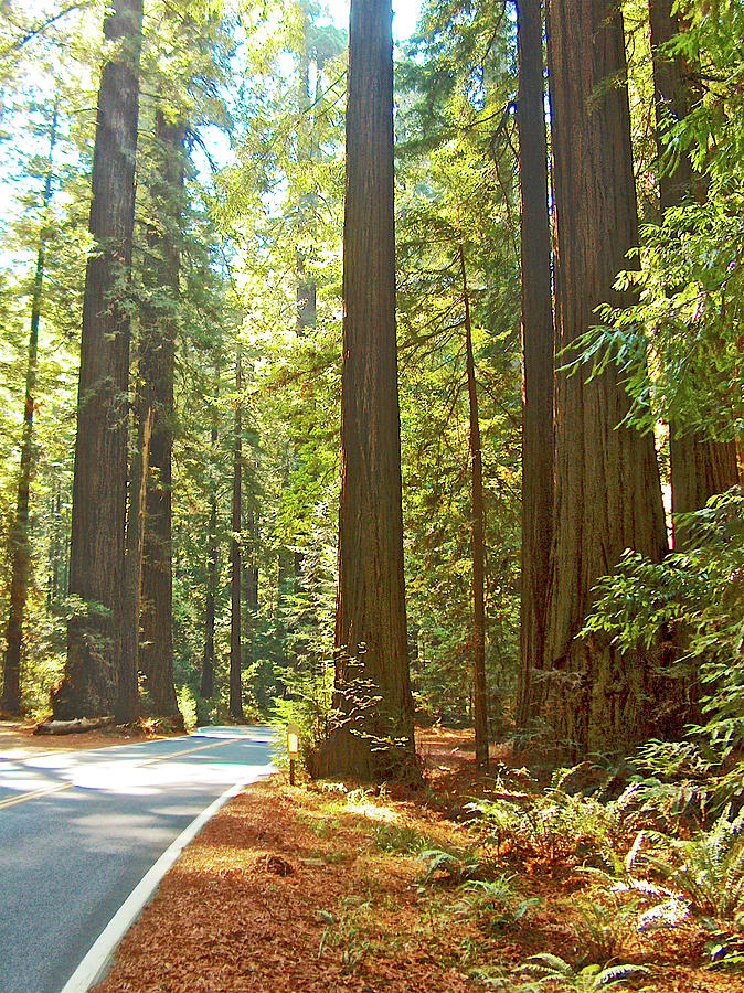 Avenue of the Giants in Humboldt Redwoods State Park-California Photograph by Ruth Hager