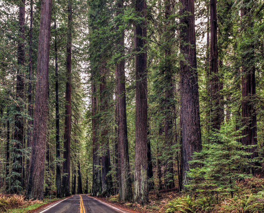 Avenue of the Giants Photograph by Loree Johnson