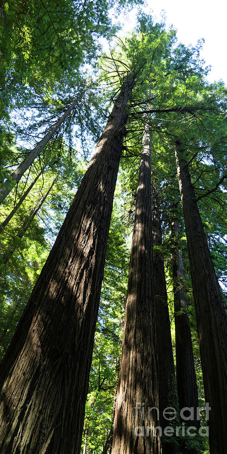 Avenue of The Giants Redwood Trees California DSC5458 panorama Photograph by Wingsdomain Art and Photography